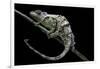 Chamaeleo Johnstoni (Johnston's Chameleon) - Shedding its Skin-Paul Starosta-Framed Photographic Print