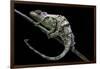 Chamaeleo Johnstoni (Johnston's Chameleon) - Shedding its Skin-Paul Starosta-Framed Photographic Print