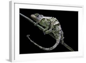 Chamaeleo Johnstoni (Johnston's Chameleon) - Shedding its Skin-Paul Starosta-Framed Photographic Print