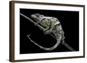 Chamaeleo Johnstoni (Johnston's Chameleon) - Shedding its Skin-Paul Starosta-Framed Photographic Print