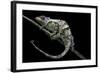 Chamaeleo Johnstoni (Johnston's Chameleon) - Shedding its Skin-Paul Starosta-Framed Photographic Print