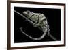 Chamaeleo Johnstoni (Johnston's Chameleon) - Shedding its Skin-Paul Starosta-Framed Photographic Print