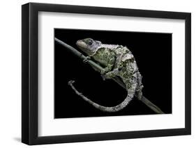 Chamaeleo Johnstoni (Johnston's Chameleon) - Shedding its Skin-Paul Starosta-Framed Photographic Print