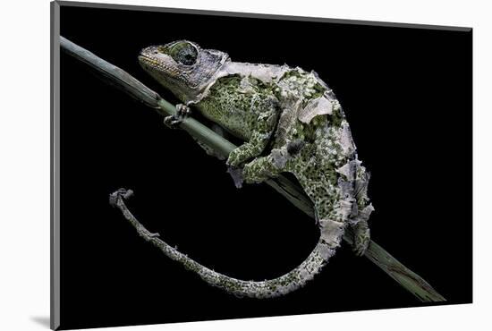 Chamaeleo Johnstoni (Johnston's Chameleon) - Shedding its Skin-Paul Starosta-Mounted Photographic Print