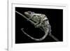 Chamaeleo Johnstoni (Johnston's Chameleon) - Shedding its Skin-Paul Starosta-Framed Photographic Print