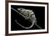 Chamaeleo Johnstoni (Johnston's Chameleon) - Shedding its Skin-Paul Starosta-Framed Photographic Print