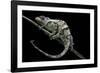 Chamaeleo Johnstoni (Johnston's Chameleon) - Shedding its Skin-Paul Starosta-Framed Photographic Print