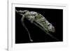 Chamaeleo Johnstoni (Johnston's Chameleon) - Shedding its Skin-Paul Starosta-Framed Photographic Print