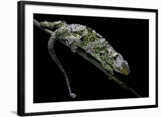 Chamaeleo Johnstoni (Johnston's Chameleon) - Shedding its Skin-Paul Starosta-Framed Photographic Print