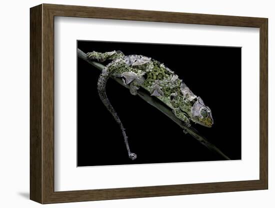 Chamaeleo Johnstoni (Johnston's Chameleon) - Shedding its Skin-Paul Starosta-Framed Photographic Print