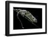 Chamaeleo Johnstoni (Johnston's Chameleon) - Shedding its Skin-Paul Starosta-Framed Photographic Print