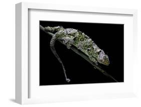 Chamaeleo Johnstoni (Johnston's Chameleon) - Shedding its Skin-Paul Starosta-Framed Photographic Print