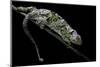 Chamaeleo Johnstoni (Johnston's Chameleon) - Shedding its Skin-Paul Starosta-Mounted Photographic Print