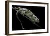 Chamaeleo Johnstoni (Johnston's Chameleon) - Shedding its Skin-Paul Starosta-Framed Photographic Print