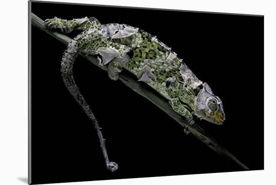 Chamaeleo Johnstoni (Johnston's Chameleon) - Shedding its Skin-Paul Starosta-Mounted Photographic Print