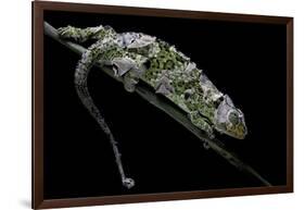 Chamaeleo Johnstoni (Johnston's Chameleon) - Shedding its Skin-Paul Starosta-Framed Photographic Print