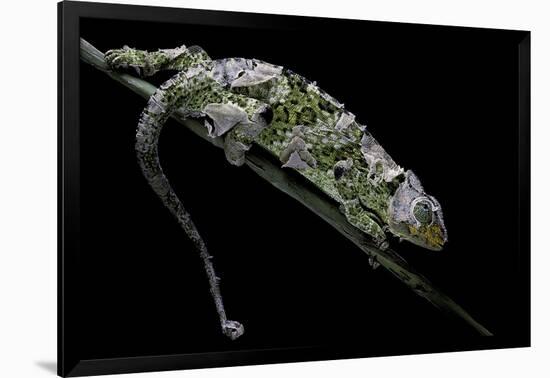 Chamaeleo Johnstoni (Johnston's Chameleon) - Shedding its Skin-Paul Starosta-Framed Photographic Print