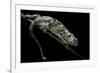 Chamaeleo Johnstoni (Johnston's Chameleon) - Shedding its Skin-Paul Starosta-Framed Photographic Print