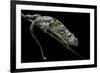 Chamaeleo Johnstoni (Johnston's Chameleon) - Shedding its Skin-Paul Starosta-Framed Photographic Print