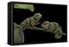 Chamaeleo Johnstoni (Johnston's Chameleon) - Young-Paul Starosta-Framed Stretched Canvas