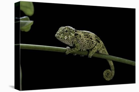 Chamaeleo Johnstoni (Johnston's Chameleon) - Young-Paul Starosta-Stretched Canvas