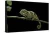 Chamaeleo Johnstoni (Johnston's Chameleon) - Young-Paul Starosta-Stretched Canvas