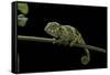 Chamaeleo Johnstoni (Johnston's Chameleon) - Young-Paul Starosta-Framed Stretched Canvas