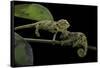 Chamaeleo Johnstoni (Johnston's Chameleon) - Young-Paul Starosta-Framed Stretched Canvas