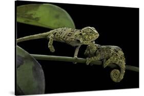 Chamaeleo Johnstoni (Johnston's Chameleon) - Young-Paul Starosta-Stretched Canvas