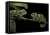 Chamaeleo Johnstoni (Johnston's Chameleon) - Young-Paul Starosta-Framed Stretched Canvas