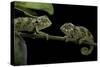 Chamaeleo Johnstoni (Johnston's Chameleon) - Young-Paul Starosta-Stretched Canvas