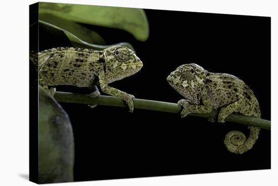 Chamaeleo Johnstoni (Johnston's Chameleon) - Young-Paul Starosta-Stretched Canvas