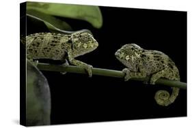 Chamaeleo Johnstoni (Johnston's Chameleon) - Young-Paul Starosta-Stretched Canvas