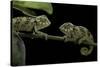 Chamaeleo Johnstoni (Johnston's Chameleon) - Young-Paul Starosta-Stretched Canvas