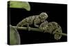 Chamaeleo Johnstoni (Johnston's Chameleon) - Young-Paul Starosta-Stretched Canvas