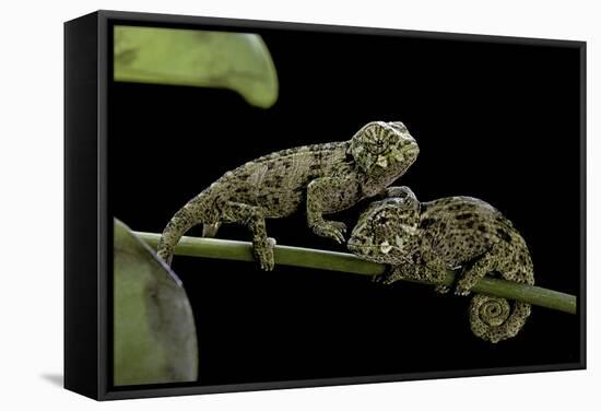 Chamaeleo Johnstoni (Johnston's Chameleon) - Young-Paul Starosta-Framed Stretched Canvas