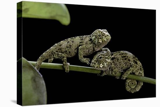 Chamaeleo Johnstoni (Johnston's Chameleon) - Young-Paul Starosta-Stretched Canvas