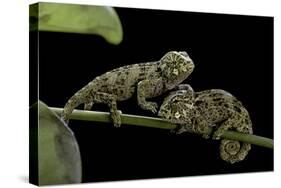 Chamaeleo Johnstoni (Johnston's Chameleon) - Young-Paul Starosta-Stretched Canvas