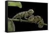 Chamaeleo Johnstoni (Johnston's Chameleon) - Young-Paul Starosta-Framed Stretched Canvas