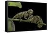 Chamaeleo Johnstoni (Johnston's Chameleon) - Young-Paul Starosta-Framed Stretched Canvas