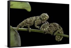 Chamaeleo Johnstoni (Johnston's Chameleon) - Young-Paul Starosta-Framed Stretched Canvas