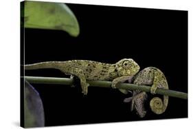 Chamaeleo Johnstoni (Johnston's Chameleon) - Young-Paul Starosta-Stretched Canvas