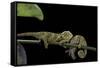 Chamaeleo Johnstoni (Johnston's Chameleon) - Young-Paul Starosta-Framed Stretched Canvas