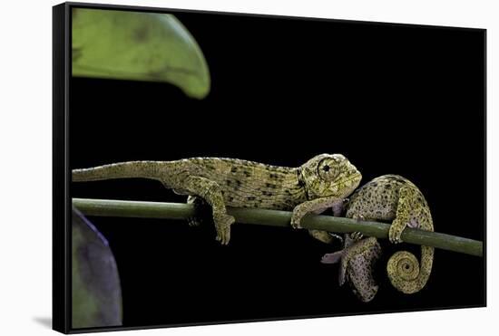 Chamaeleo Johnstoni (Johnston's Chameleon) - Young-Paul Starosta-Framed Stretched Canvas