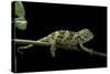 Chamaeleo Johnstoni (Johnston's Chameleon) - Young-Paul Starosta-Stretched Canvas