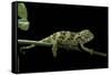 Chamaeleo Johnstoni (Johnston's Chameleon) - Young-Paul Starosta-Framed Stretched Canvas