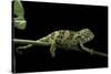 Chamaeleo Johnstoni (Johnston's Chameleon) - Young-Paul Starosta-Stretched Canvas