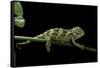 Chamaeleo Johnstoni (Johnston's Chameleon) - Young-Paul Starosta-Framed Stretched Canvas