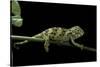 Chamaeleo Johnstoni (Johnston's Chameleon) - Young-Paul Starosta-Stretched Canvas