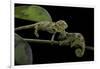 Chamaeleo Johnstoni (Johnston's Chameleon) - Young-Paul Starosta-Framed Photographic Print